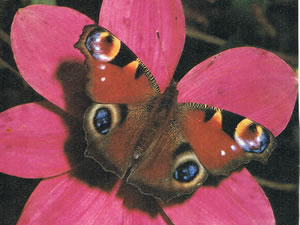 schmetterling21 Schmetterling