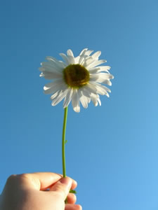 blume1 Muttertag