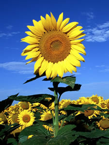 Sonnenblume