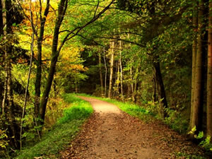 wald Waldspiele