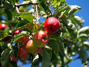 apfelbaum Apfelbaumlied