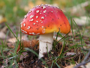 pilz01