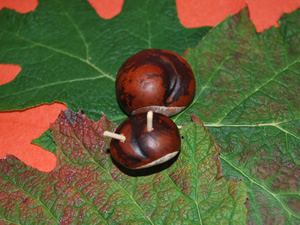 kastanienschnecke2
