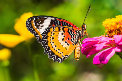 Schmetterling