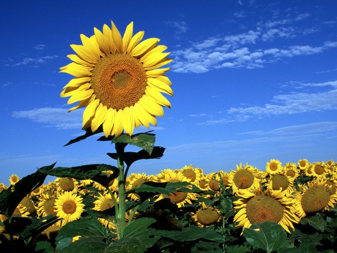 Sonnenblume Mit Brille Girasole Con Occhiali Sonnenblumen